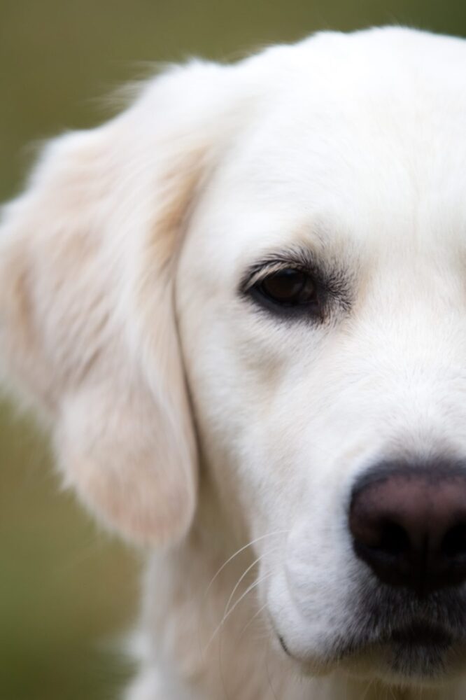 white dog